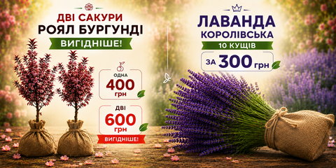 Сакури і лаванда