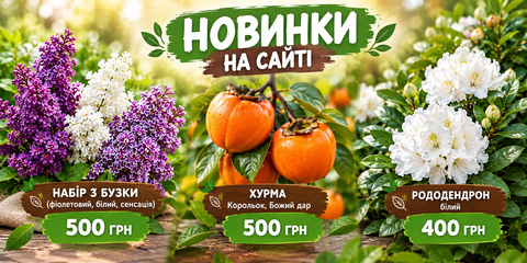 новинки бузок, хурма,родонд.