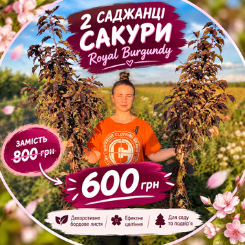 Два саджанці сакури Роял Бургунді, 2-річні 0167 фото