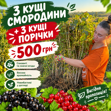 Набір 3 кущі смородини + 3 кущі порічки 0169 фото