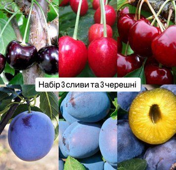 Набір 3 саджанці сливи та 3 черешні, 2-річні 0122 фото