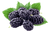 Шовковиця